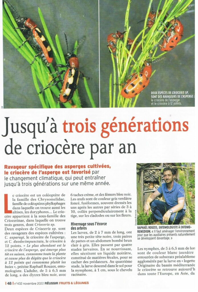 Criocère ennemi de l'asperge
