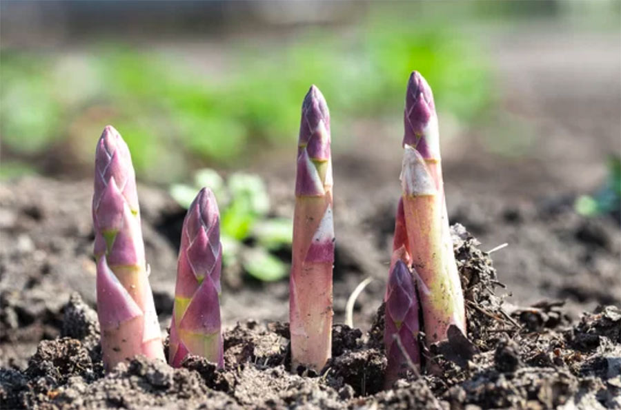 asperges vertes et asperges blanches