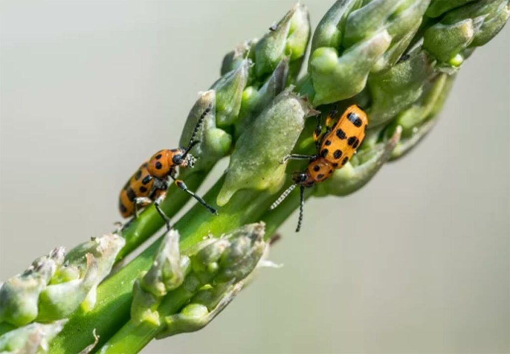 Criocère ennemi de l'asperge