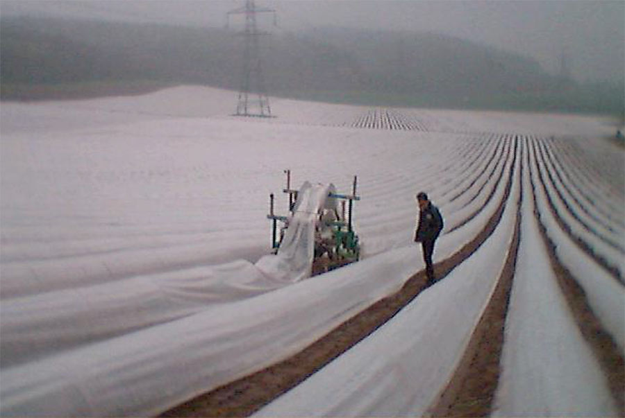Les films plastiques boostent la récolte des asperges vertes et blanches