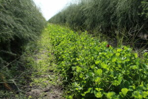 L’art de couvrir les cultures dans les plantations d’asperges