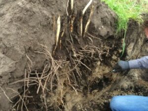 Le travail du sol en profondeur présente de nombreux avantages pour les asperges