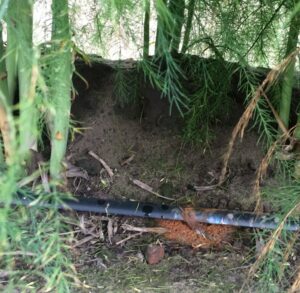 Eau ferrugineuse et irrigation goutte à goutte des asperges