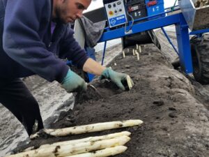 Comment adapter la production d’asperges à la récolte mécanique