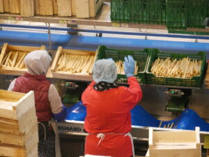 Asparagus sector wins increase in maximum length