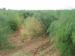 New breakthrough regarding Fusarium in asparagus