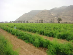 L’Argentine étudie l’adéquation de 13 cultivars d’asperges entièrement mâles Argentina studies suitability of 13 all-male asparagus cultivars