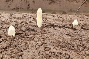 Les asperges blanches d’ASPA2 chez Jacques Guironnet arrivent malgré les mauvaises conditions climatiques durang le buttage FreshPlaza