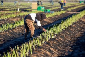 Asparagus expansion into Mexico and Peru enables year-round supply by FreshPlaza