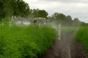 Un marché de l’asperge équilibré – Christian Befve : « Il faut anticiper dès à présent les plantations pour 2026 »