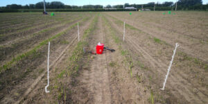 New Zealand : how much nitrogen does asparagus need?