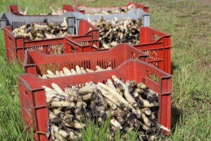 Bonne campagne pour les asperges françaises