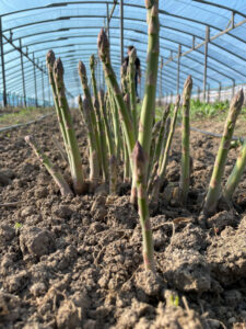 Kirghizistan : un producteur souhaite exporter des asperges