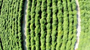 Drones, probes, sensors… Asparagus goes high-tech
