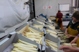 Campagne européenne 2024 de l’asperge : des fortunes diverses