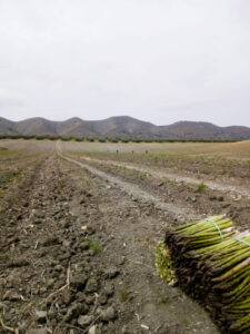 Water shortage casts shadow over new season in Granada