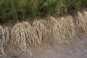 What’s new in asparagus science?