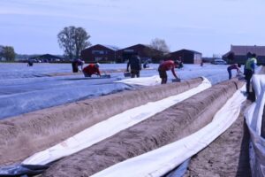 Producteur d’asperges Leo Henckens (Belgique) « Heureusement que Pâques ne dure qu’un weekend ! » par FreshPlaza