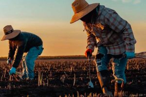 La saison des asperges se termine en Californie par FreshPlaza