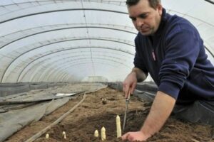 Kris Bossuyt, de Asperge Bossuy (Belgique) : « Le prix de l’asperge verte augmente, mais celui de la blanche continue de baisser légèrement » par FreshPlaza