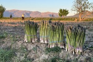 La saison des asperges vertes de Grenade démarre « Une offre espagnole prometteuse malgré la pénurie de main-d’œuvre » par FreshPlaza