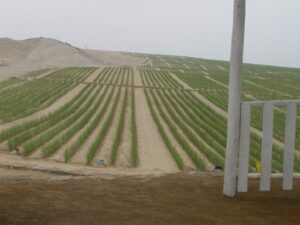 Slow recovery of Peruvian asparagus