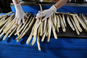 Asperge de France suspecte également des fraudes à l’origine « Les importations massives à bas prix désorganisent le marché » par FreshPlaza