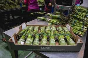 Indalecio Cáceres, de San Isidro de Loxa : « Nous espérons obtenir un bon prix avant que la production d’asperges nationale ne commence » par FreshPlaza