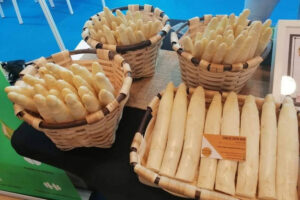 Jorge Sofín, de Espárragos de Novillas (Espagne) : « La pluie a retardé les récoltes d’asperge blanche » par FreshPlaza