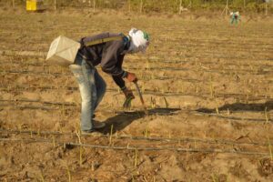 Producción de espárragos frescos en Perú