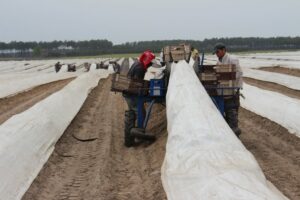 France cultivates tradition