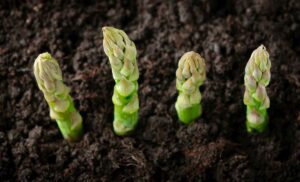 La filière française se réunit pour faire face à la crise de la récolte asperge