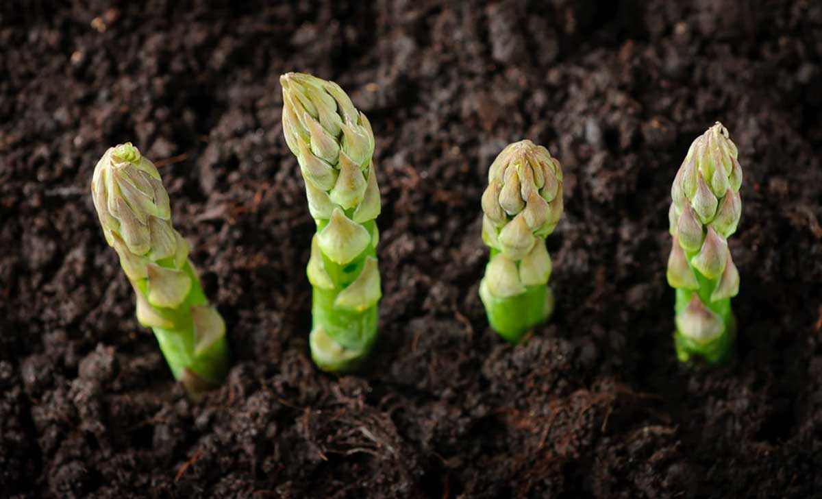recolte asperge