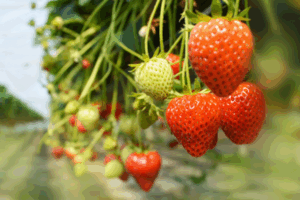 AOPn Fraises Framboises de France Fraise : la filière française mise sur les variétés gustatives pour se démarquer de la concurrence par FreshPlaza