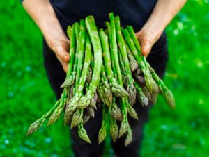Salon asperge et fraise VSSE Karlsruhe, plus de 400 exposants