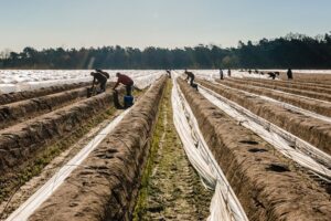 « La pénurie d’asperges en fin de saison est due à l’écoulement des volumes et à l’épuisement prématuré des parcelles » par FreshPlaza