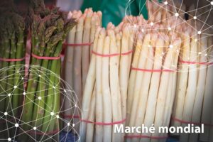 Une étude très interressante sur le marché et la production d’asperges blanches et vertes au niveau mondial par FreshPlaza