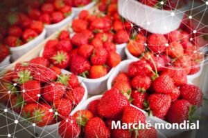 Marché mondial : la fraise par FreshPlaza